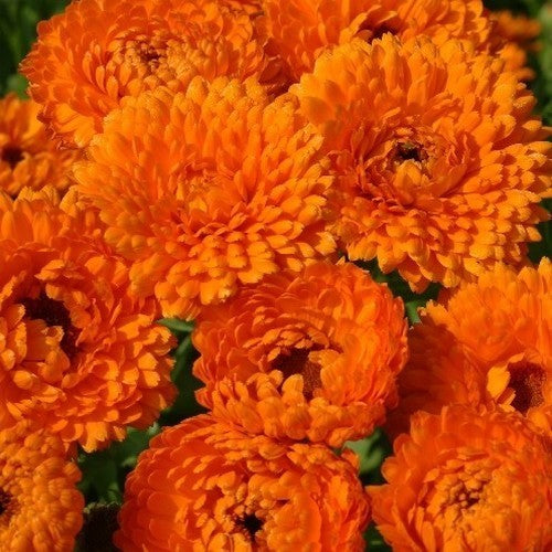 Calendula officinalis Fl.pl. 'Orange Beauty'