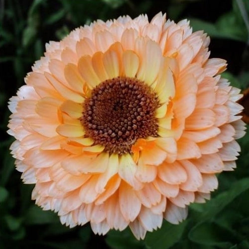 Calendula officinalis Fl.pl. 'Pink Surprise'