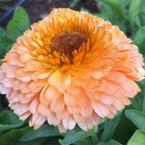 Calendula officinalis Fl.pl. 'Pink Surprise'