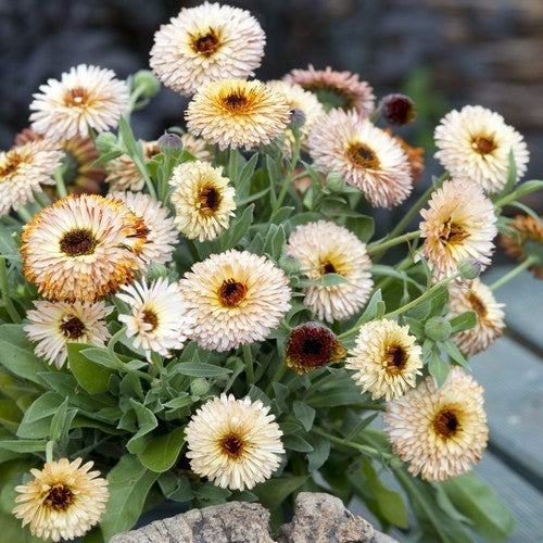 Calendula officinalis Fl.pl. 'Pygmy Buff'
