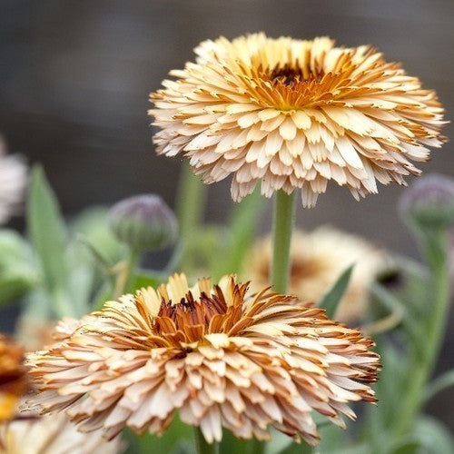 Calendula officinalis Fl.pl. 'Pygmy Buff'