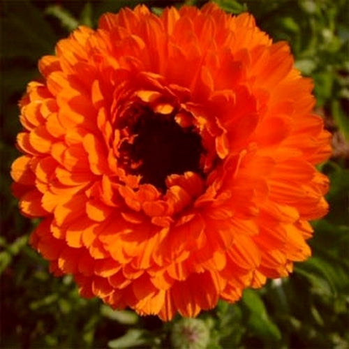 Calendula officinalis Fl.pl. 'Red With Black Centre'