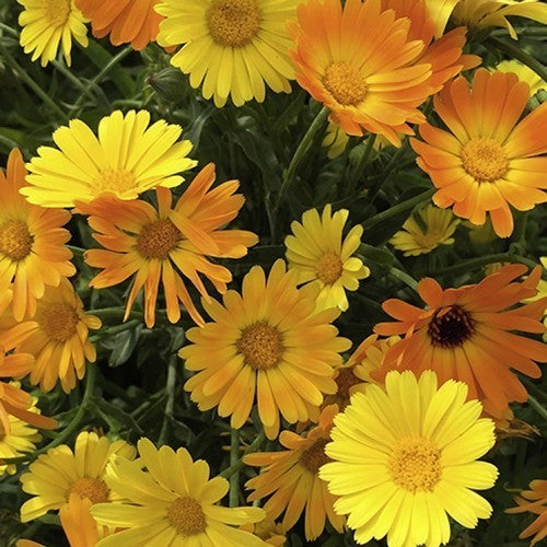 Calendula officinalis Fl.pl. 'Simplicity'