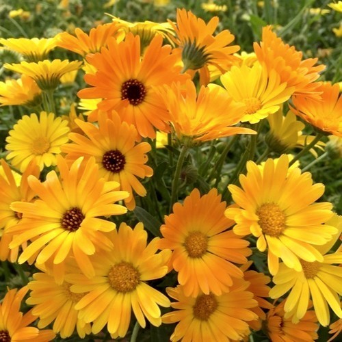 Calendula officinalis Fl.pl. 'Simplicity'