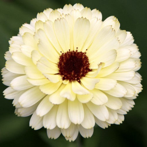 Calendula officinalis Fl.pl. 'Snow Princess'
