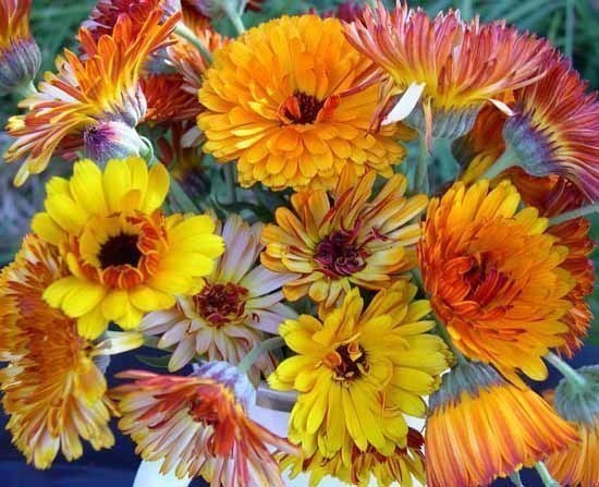 Calendula officinalis Fl.pl. 'Superior Cut Flower Mixture'