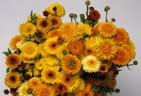 Calendula officinalis Fl.pl. 'Superior Cut Flower Mixture'