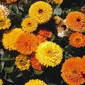 Calendula officinalis Fl.pl. 'Superior Cut Flower Mixture'