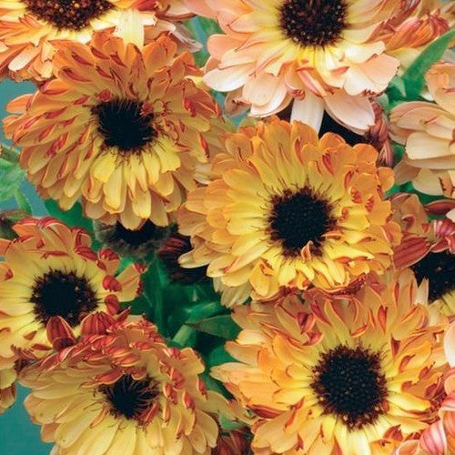 Calendula officinalis Fl.pl. 'Touch of Buff' / 'Sunset Buff'