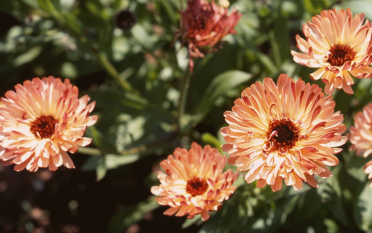 Calendula officinalis Fl.pl. 'Touch of Buff' / 'Sunset Buff'