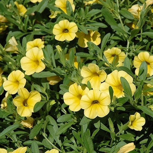 Calibrachoa hybriden 'Yellow'