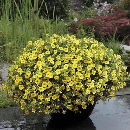 Calibrachoa hybriden 'Yellow'