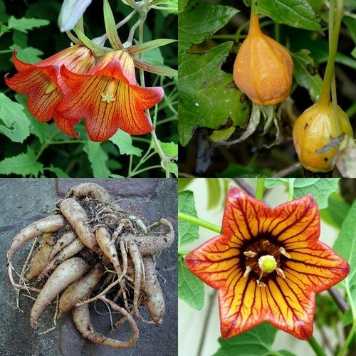 Canarina canariensis