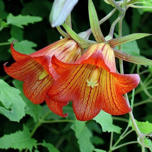Canarina canariensis