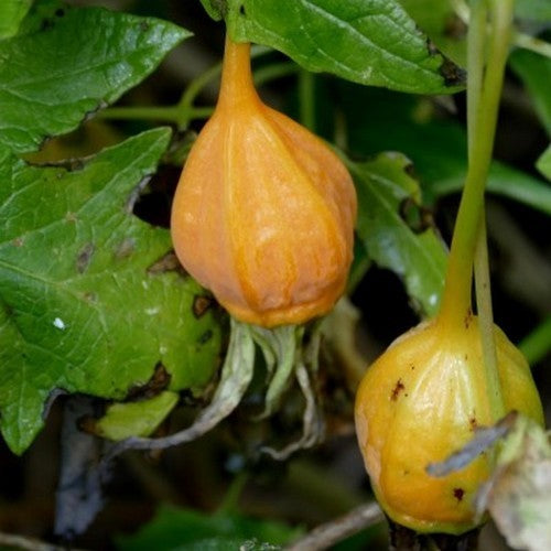 Canarina canariensis