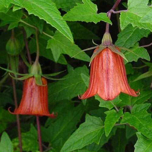Canarina canariensis