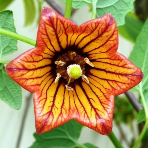 Canarina canariensis