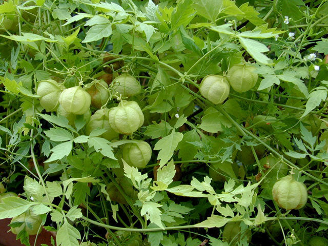 Cardiospermum halicacabum