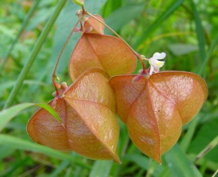 Cardiospermum halicacabum
