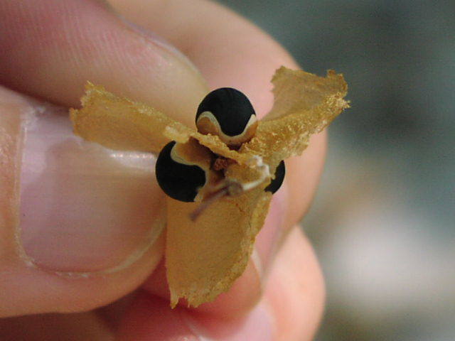Cardiospermum halicacabum