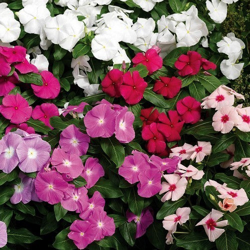 Catharanthus roseus 'Little Mix'