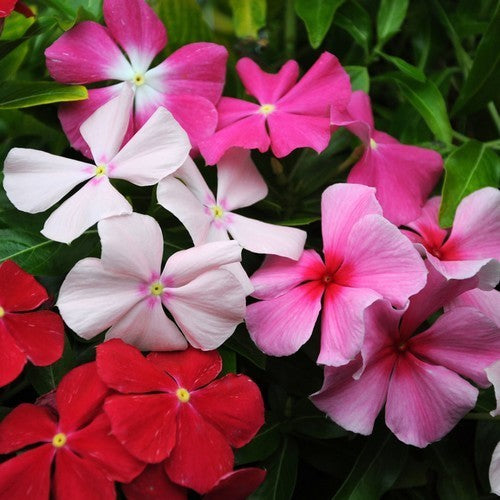 Catharanthus roseus 'Little Mix'