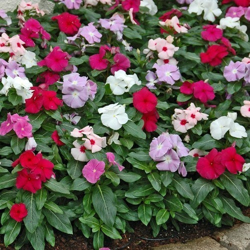 Catharanthus roseus 'Little Mix'