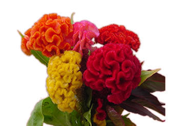 Celosia argentea 'Triangle'