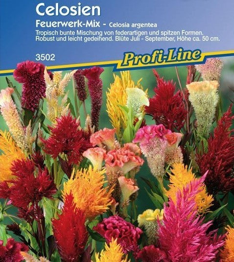 Celosia argentea 'Firework Mix'