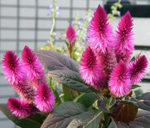Celosia spicata 'Flamingo Feather'
