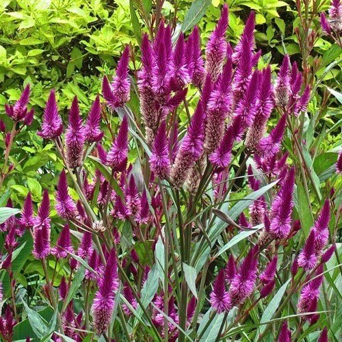 Celosia spicata 'Flamingo Feather'