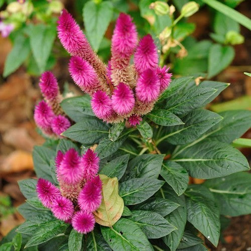 Celosia spicata 'Flamingo Feather'