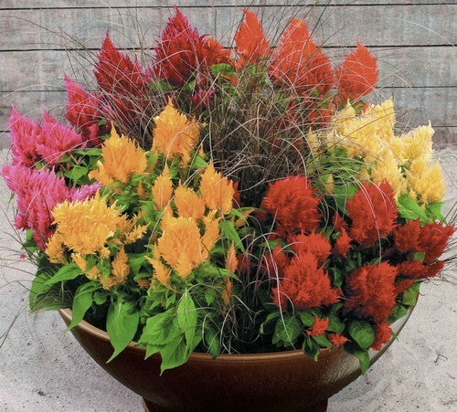Celosia argentea 'Plumosa'