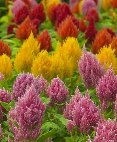 Celosia argentea 'Plumosa'