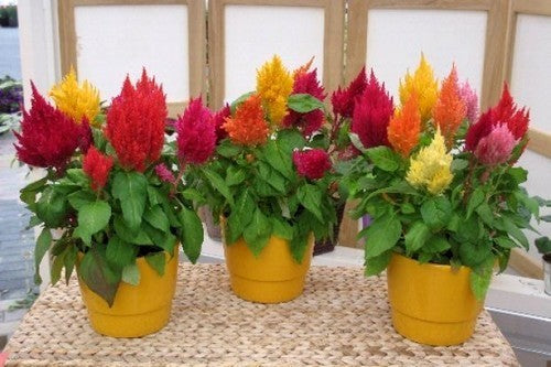 Celosia argentea 'Plumosa'