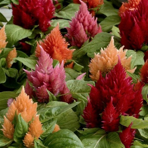 Celosia argentea 'Gloria Mix'