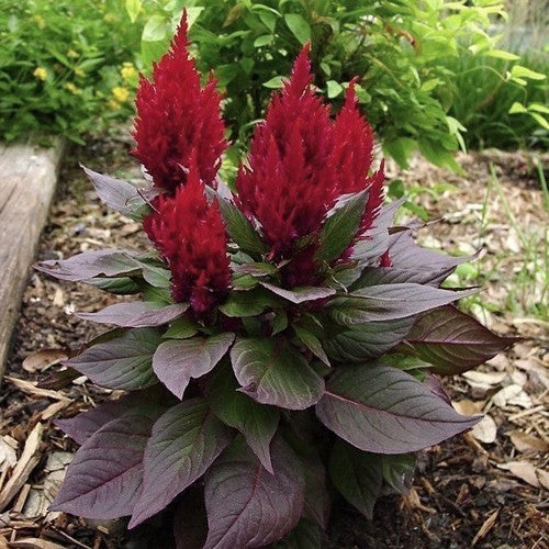 Celosia argentea 'New Look'