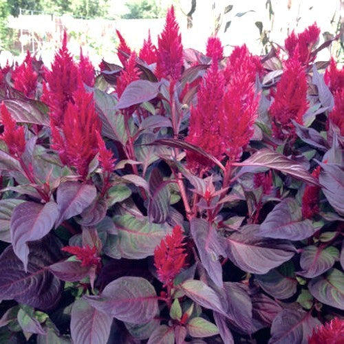 Celosia argentea 'New Look'