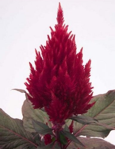 Celosia argentea 'New Look'