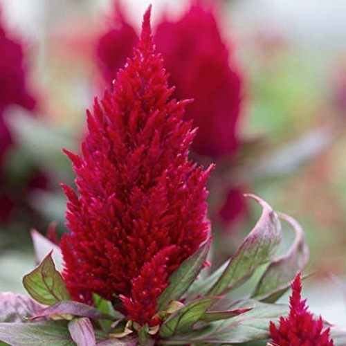 Celosia argentea 'New Look'