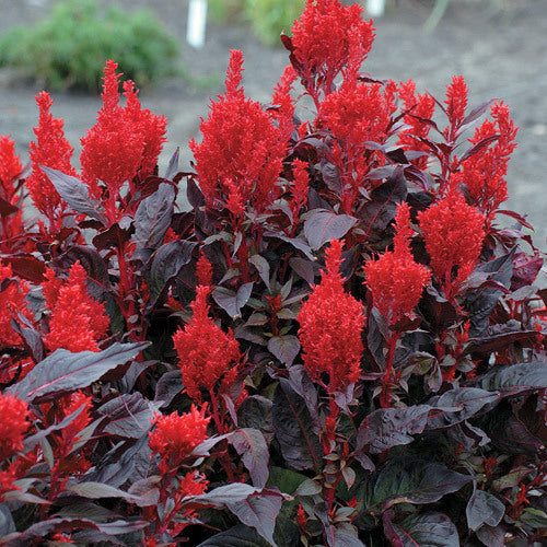Celosia argentea 'New Look'