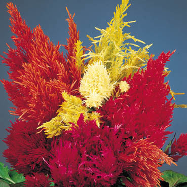 Celosia argentea 'Plumosa Groep Thompsonii'