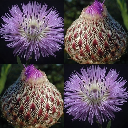 Centaurea americana