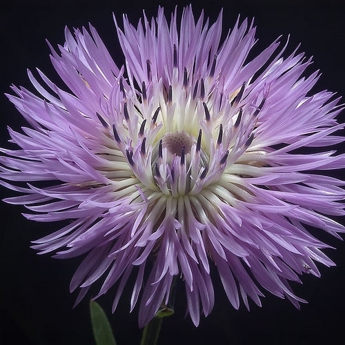 Centaurea americana