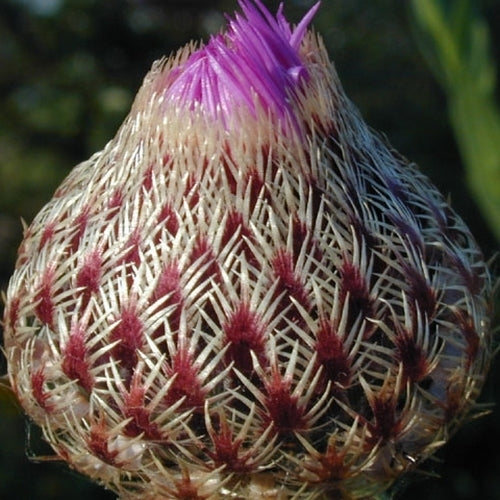 Centaurea americana