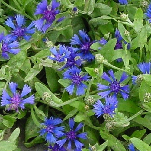 Centaurea cyanoides 'Blue Carpet'