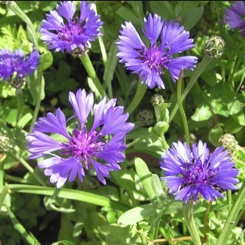 Centaurea cyanoides 'Blue Carpet'