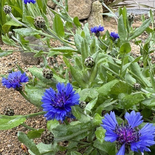 Centaurea cyanoides 'Blue Carpet'