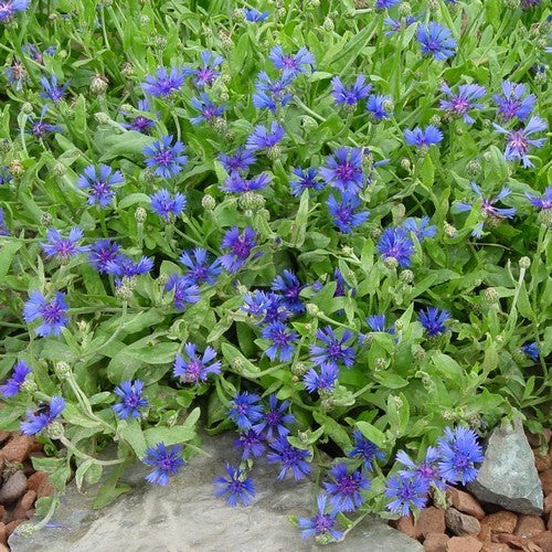 Centaurea cyanoides 'Blue Carpet'