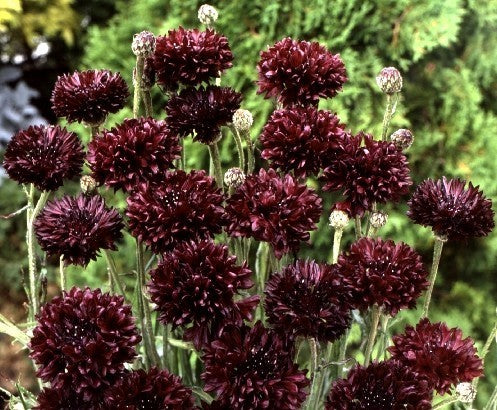 Centaurea cyanus 'Black Ball'